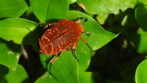 歐亞銅星花金龜|【動物/銅點花金龜】